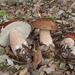 Summer Bolete - Photo (c) Davide Puddu, some rights reserved (CC BY-NC), uploaded by Davide Puddu