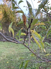Prunus angustifolia