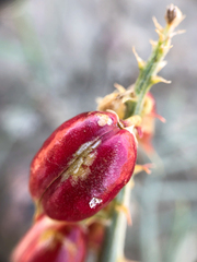 Astragalus pectinatus