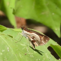 Vettius fantasos
