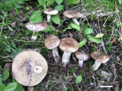 Lactarius pallidomarginatus