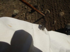 Hipparchia tamadabae