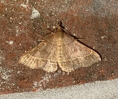 Renia flavipunctalis