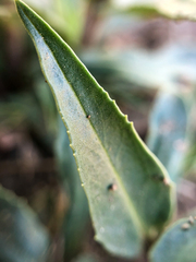 Penstemon albidus