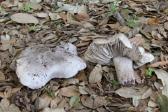 Tricholoma bresadolanum
