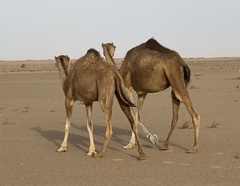 Camelus dromedarius