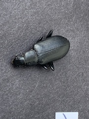 Alobates pensylvanicus