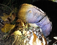 Boletus