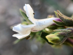 Penstemon albidus