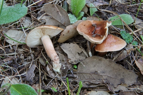 Tricholoma quercetorum — (c) Davide Puddu, some rights reserved (CC BY)
