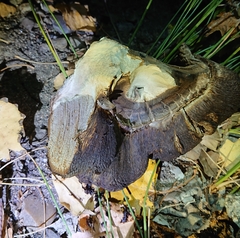 Boletus