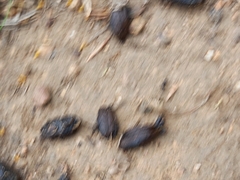 Hystrix africaeaustralis