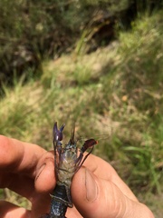 Cherax robustus