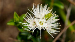Kunzea pomifera