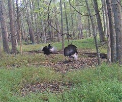 Meleagris gallopavo silvestris