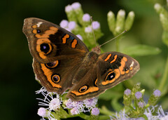 Junonia stemosa