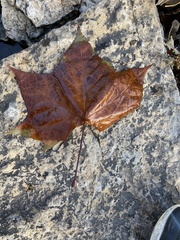 Platanus occidentalis