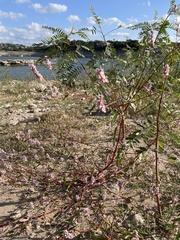 Persicaria pensylvanica