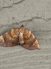 Eulithis diversilineata