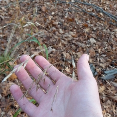 Bromus