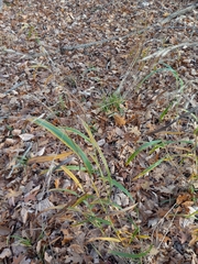 Bromus