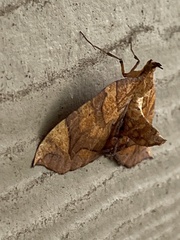 Eulithis diversilineata