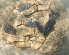 Tridacna crocea