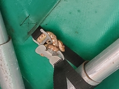 Bothriechis schlegelii