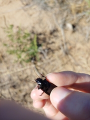 Harpalus caliginosus