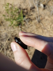 Harpalus caliginosus