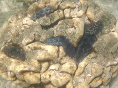 Tridacna crocea