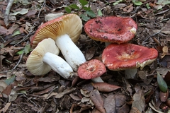 Russula rubroalba