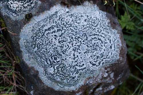 concentric boulder lichen
