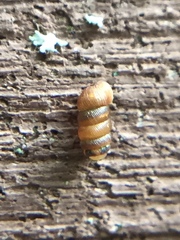 Truncatellina callicratis