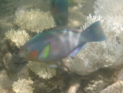 Scarus rivulatus