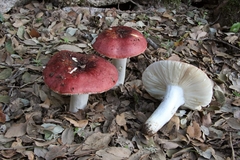 Russula melliolens