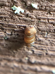 Truncatellina callicratis