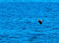 Leucophaeus modestus