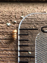 Truncatellina callicratis