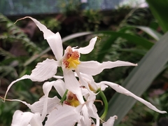 Oncidium cirrhosum