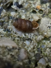 Truncatellina callicratis