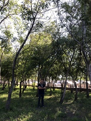 Ficus cotinifolia
