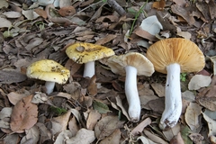 Russula helios