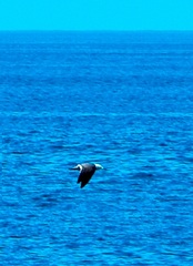 Leucophaeus modestus