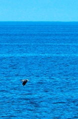 Leucophaeus modestus