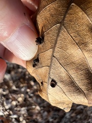 Caryomyia