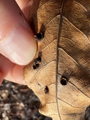 Caryomyia
