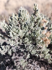 Artemisia tridentata