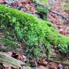 Leucobryum