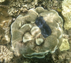 Tridacna crocea
